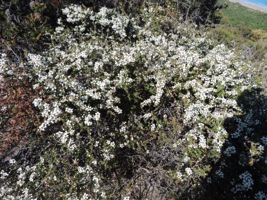 Flowering Bush